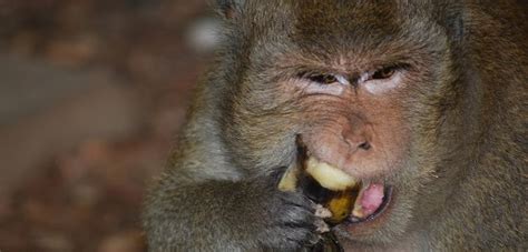 Forced to be fat: Scientists induce morbid-obesity in captive monkeys ...