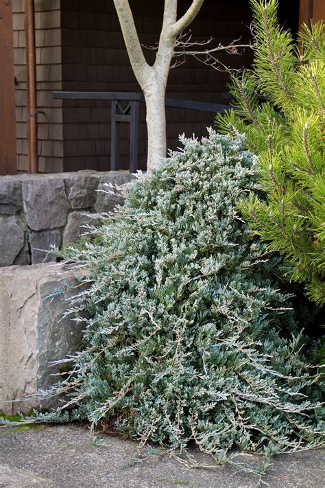 Blue Rug Juniper | Plants, Evergreen garden, Monrovia plants