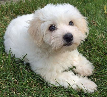 Coton de Tulear Info, Temperament, Puppies, Pictures