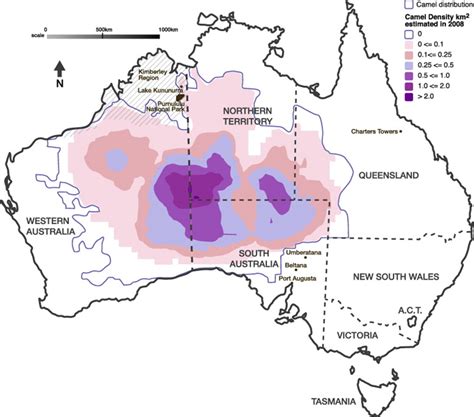 How feral camels took over the outback