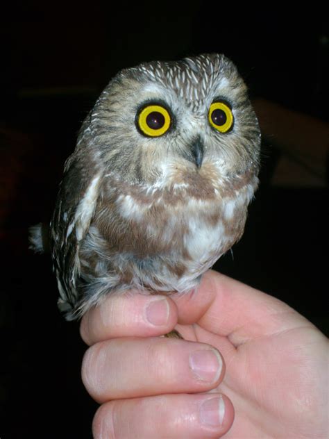 Gallery For > Baby Saw Whet Owl