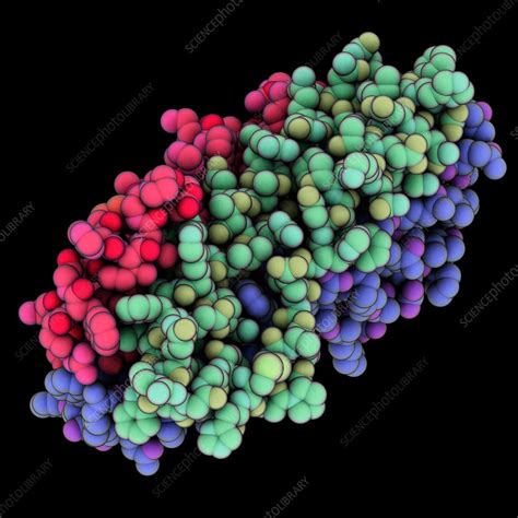 Ebola virus glycoprotein GP2 - Stock Image - C035/8298 - Science Photo Library