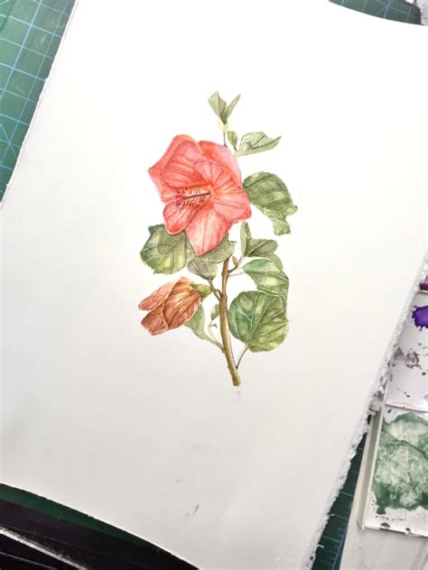 🌺 hibiscus watercolor painting : r/BotanicalIllustration