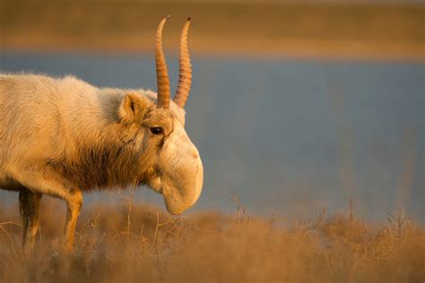 This floppy-nosed antelope was nearly gone. 20 years later, it’s thriving.