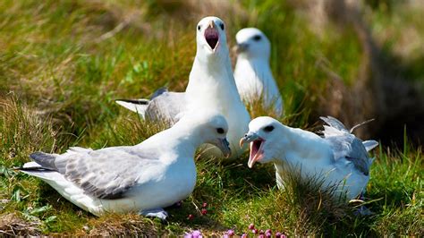 BBC Two - Springwatch, Guide to Sea Birds