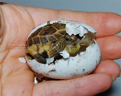 Tortaddiction: Russian tortoise Baby#4 hatched today!