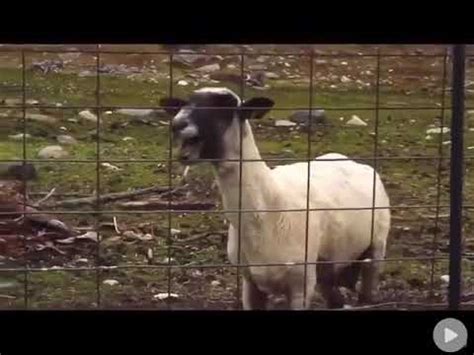 Screaming goat sound effect - YouTube