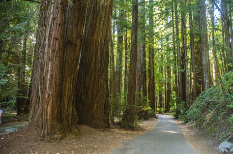 Armstrong Redwoods State Nature Preserve | Armstrong Redwood… | Flickr