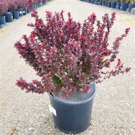 Concorde Barberry – WholesalePlantDelivery.com