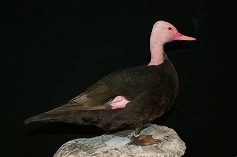 Pink-headed duck - Rhodonessa caryophyllacea - Masai Gallery