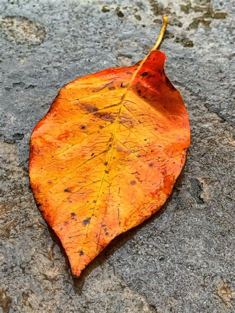 27811. Nature Photography: Fallen Leaves | Nature photography, Fall ...