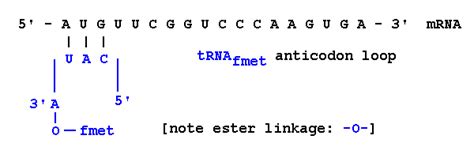 RNA Translation