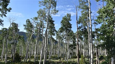 Listen to the sounds of Pando, the largest living tree in the world | Live Science