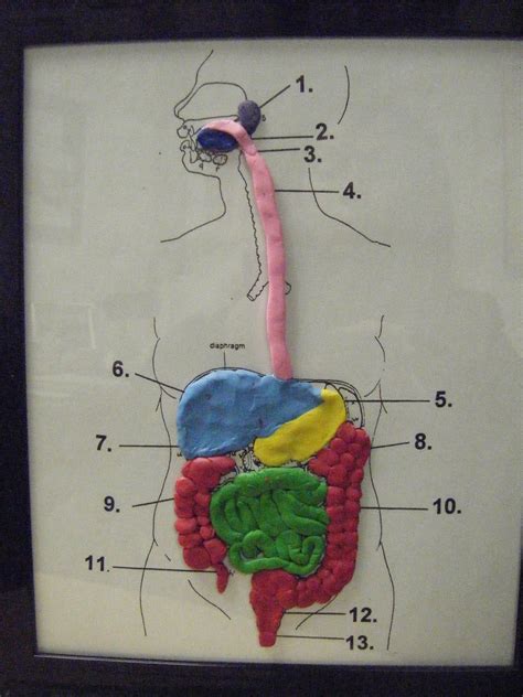 Happy New Year and Welcome Back! | Digestive system model, Body systems ...