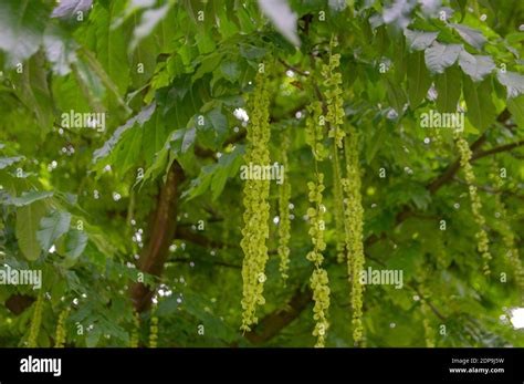 Elm Ulmus Tree Seeds High Resolution Stock Photography and Images - Alamy