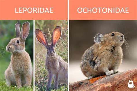 LAGOMORPHES - DÉFINITION, EXEMPLES, et caractéristiques