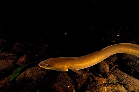 For the Endangered American Eel, a Long, Slippery Road to Recovery ...