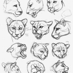 Cat Anatomy Drawing Realistic Sketch