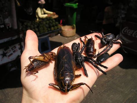 Eating deep fried tarantula in Cambodia: would you try it? - Luc & June Travel & Food Blog