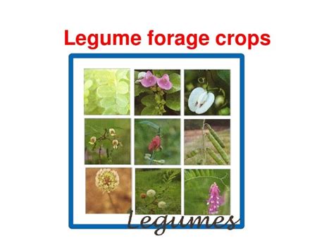 Forage crops