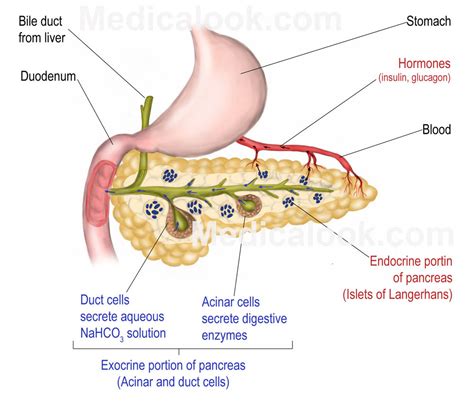 Pancreas - human anatomy organs