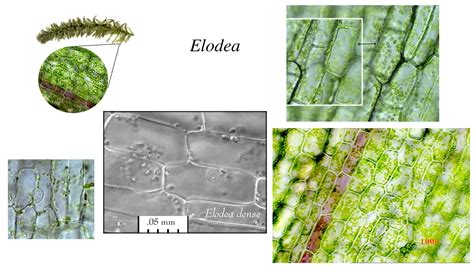 ‎Chloroplasts in Elodea cells - two views of the same cell with the plane of focus at different ...