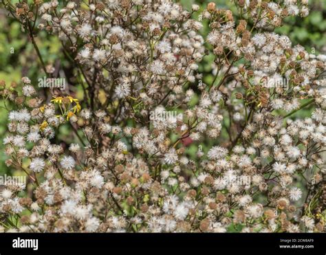 Masses of seed heads / seeds of Common Ragwort / Jacobaea vulgaris syn Senecio jacobaea. Classed ...