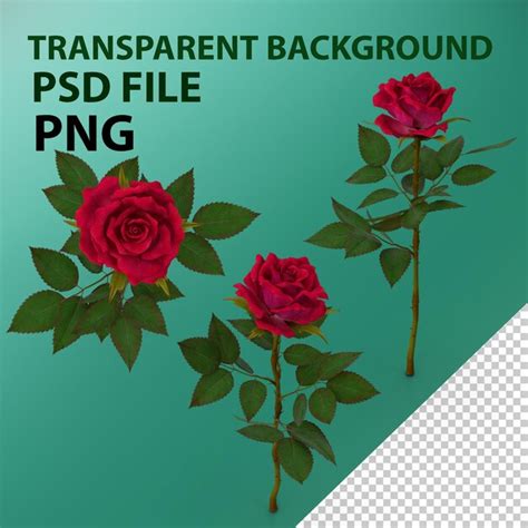 Premium PSD | Rose red png