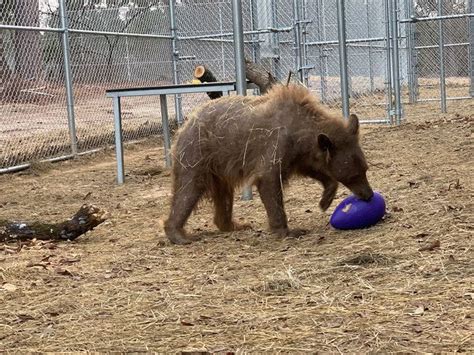 Hairless Bear Recovers and Grows Fur After 2 Years of Rehab