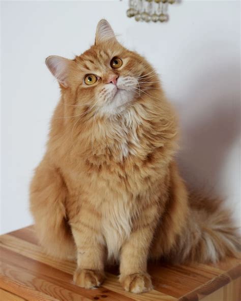 Fluffy Ginger Cat Breeds - Dogs And Cats Wallpaper