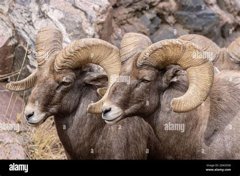 Bighorn sheep herd in Waterton Canyon Colorado Stock Photo - Alamy