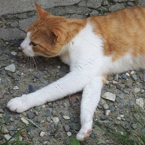 orange and white tabby cat | High-Quality Stock Photos ~ Creative Market