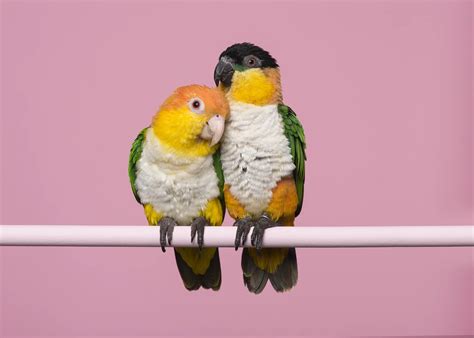 Meet the Playful Caique Parrot: Everything You Need To Know | VIParrot