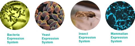 Recombinant Protein and Its Expression Systems - Creative BioMart