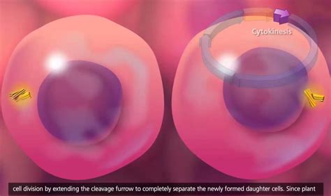 Cell Cycle and Mitosis 3D Animation - YouTube