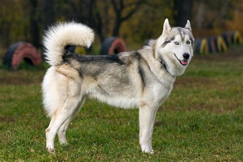 Meet the Siberian Husky!