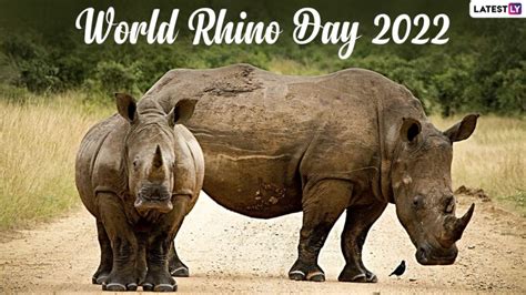 World Rhino Day 2022 Date & Theme: History, Significance and All There Is To Know About The ...