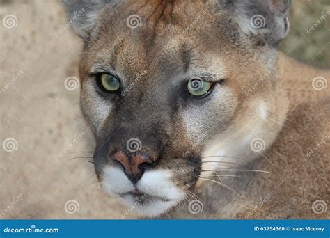 Mountain Lion stock photo. Image of mountain, green, mammal - 63754360