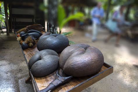 Coco de Mer: Producer of the World's Largest Seed