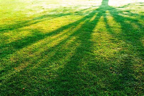 What's The Best Grass For Shade In Texas?