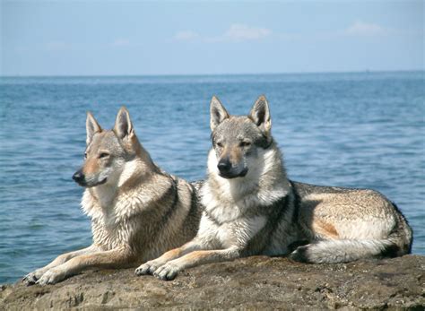 Wolfdogs: The Hybrid Some State Laws Restrict - PetHelpful