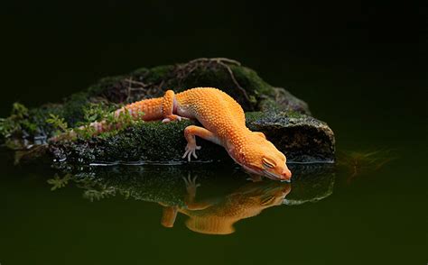 Animaux Gecko HD Fond D'écran by Ayie Permata Sari