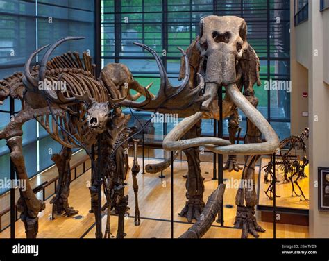 Columbian mammoth fossil mammuthus columbi hi-res stock photography and ...