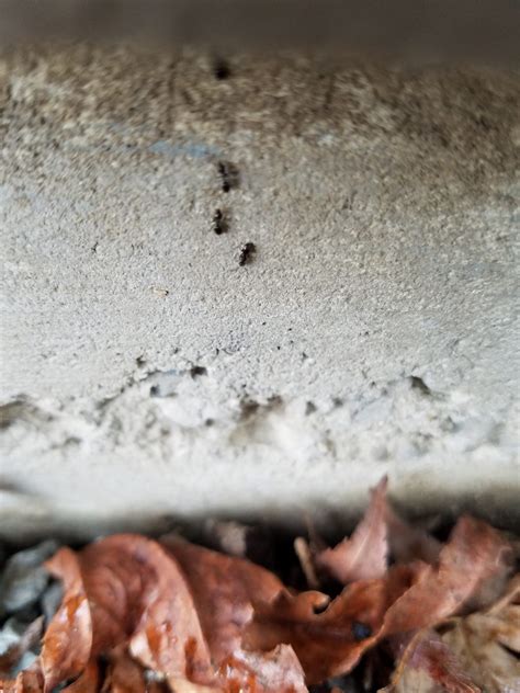 Extermination Exterminators Seattle Small Tiny Ants Control Removal Spraying Kill Service - Am ...