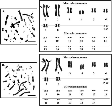 The metaphase chromosome plates and karyotypes of male (A) and female ...