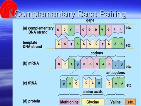 Transcripción del ADN