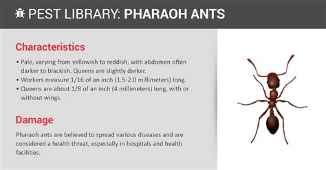 Pharaoh Ant Control & Identification | Copesan Pest Library