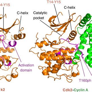 (PDF) Cyclin-dependent kinases