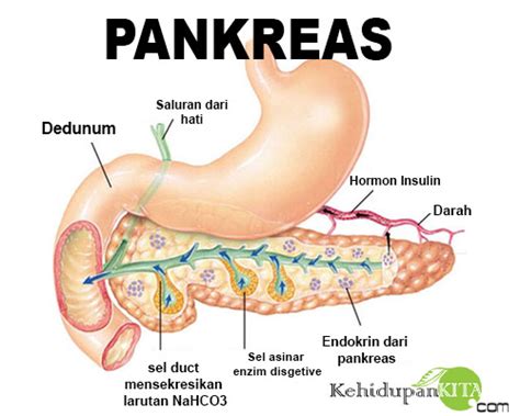 Enzim Pankreas | Fungsi Prankeas | Kelanjar Pencernaan Manusia | Cara ...