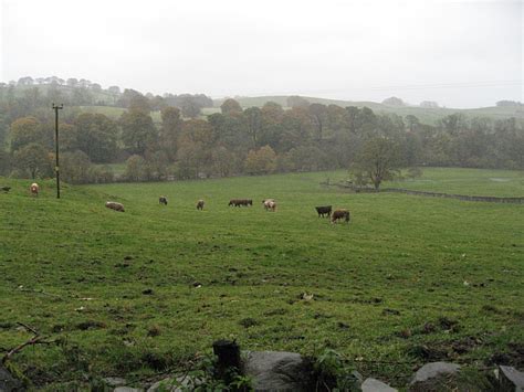 Wet cattle © David Robertson :: Geograph Britain and Ireland